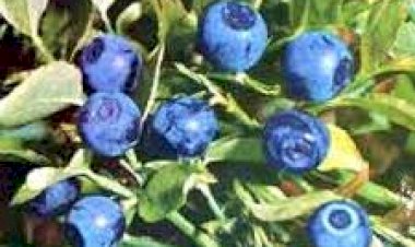 سند الطريقة الماجرية الحجاجية