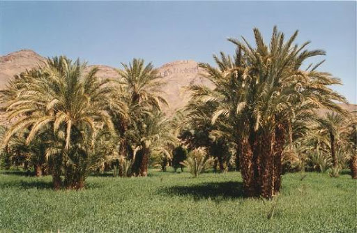 زاوية سيدي بوطيب